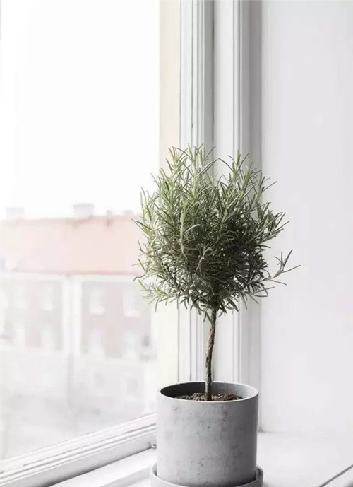 這樣插花,即使花謝了屋子依然會很美