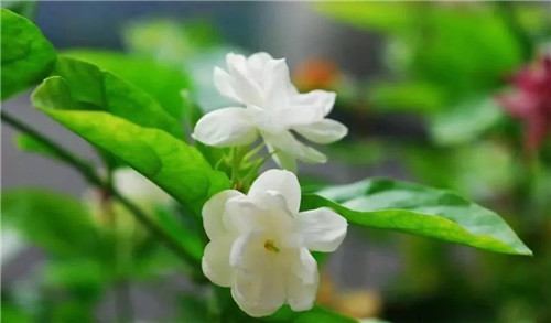 盆栽茉莉花3種繁殖方法,你更喜歡哪一種?