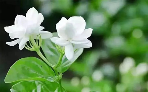 盆栽茉莉花3種繁殖方法,你更喜歡哪一種?