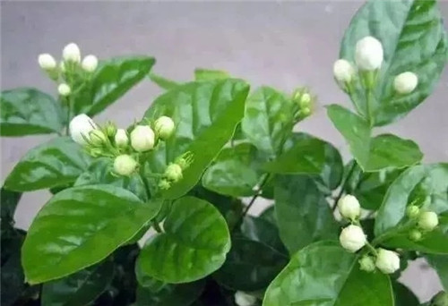 盆栽茉莉花3種繁殖方法,你更喜歡哪一種?