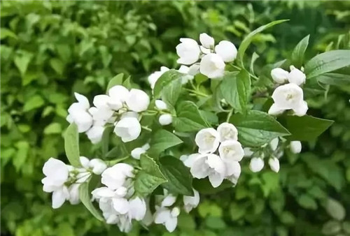 盆栽茉莉花3種繁殖方法,你更喜歡哪一種?