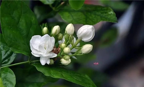 盆栽茉莉花3種繁殖方法,你更喜歡哪一種?