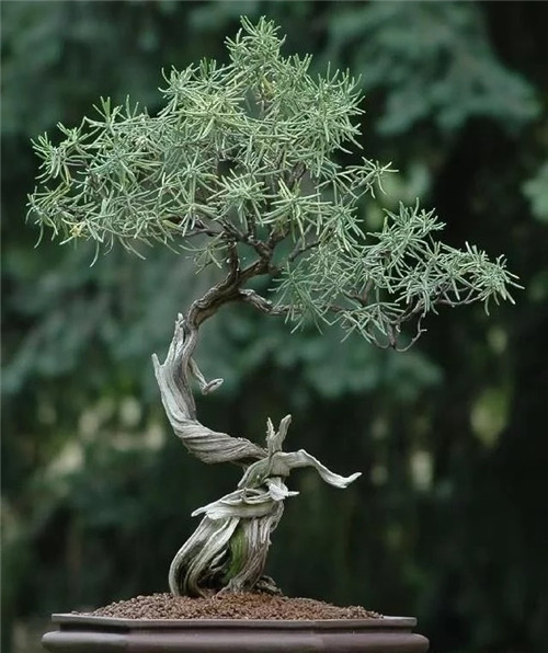 枝干經過精雕細琢,顯得別致生動有個性