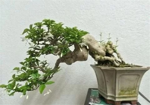 枝干經過精雕細琢,顯得別致生動有個性