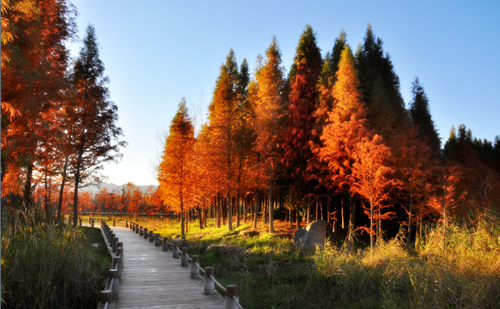 北京清控人居研究院兩項(xiàng)目獲IFLA AAPME獎(jiǎng)