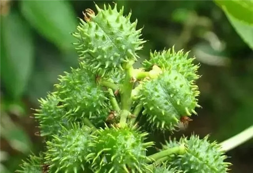 全世界最毒花卉植物都在這里了