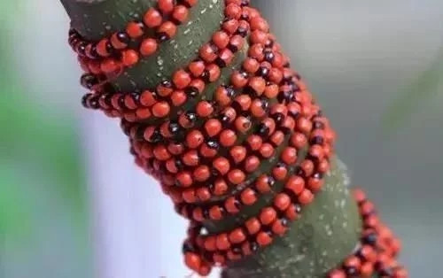 全世界最毒花卉植物都在這里了