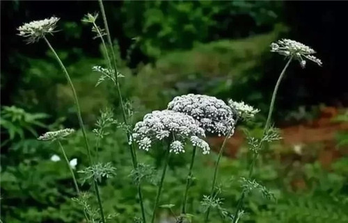全世界最毒花卉植物都在這里了