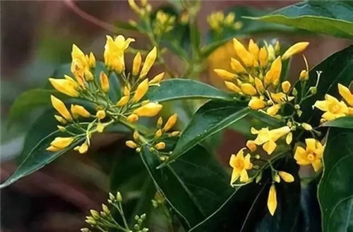 全世界最毒花卉植物都在這里了