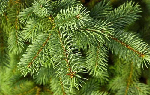 這些苗木中的“搖錢樹”,種下就能穩賺不賠