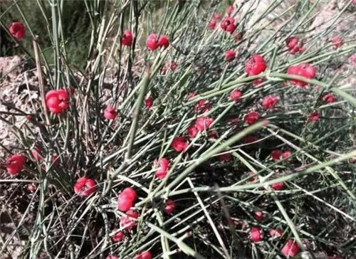 生長在農村的這種野生植物藥用價值很高