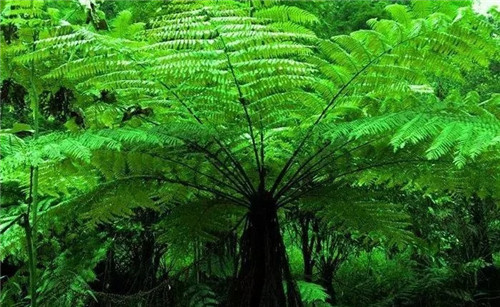 瀕危植物欣賞:桫欏(蛇木)