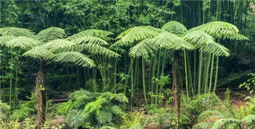 瀕危植物欣賞:桫欏(蛇木)