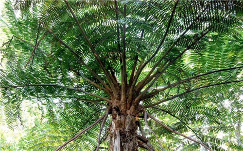 瀕危植物欣賞:桫欏(蛇木)