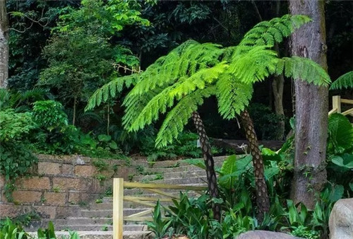 瀕危植物欣賞:桫欏(蛇木)