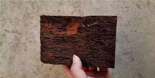 瀕危植物欣賞:桫欏(蛇木)