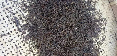 瀕危植物欣賞:桫欏(蛇木)