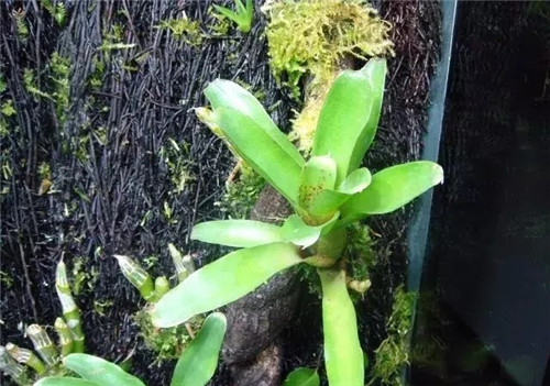 瀕危植物欣賞:桫欏(蛇木)