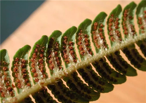 瀕危植物欣賞:桫欏(蛇木)