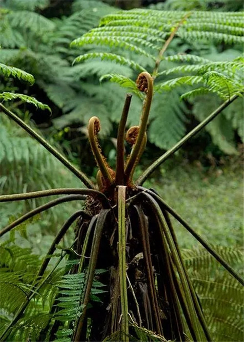 瀕危植物欣賞:桫欏(蛇木)