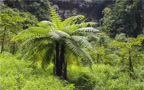 瀕危植物欣賞:桫欏(蛇木)