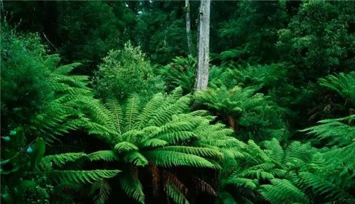 瀕危植物欣賞:桫欏(蛇木)