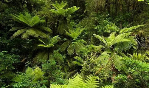 瀕危植物欣賞:桫欏(蛇木)