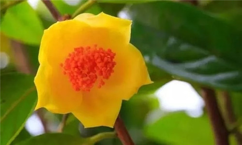 瀕危植物欣賞:“山茶皇后”金花茶