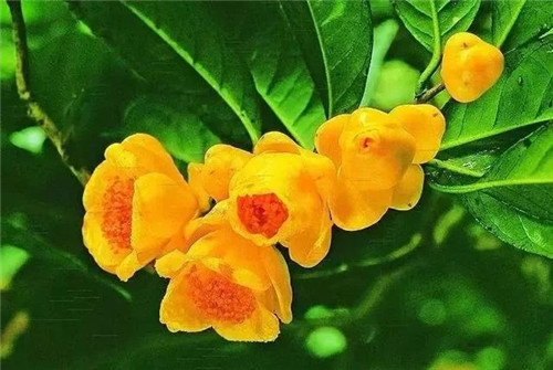 瀕危植物欣賞:“山茶皇后”金花茶