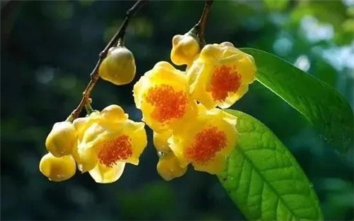 瀕危植物欣賞:“山茶皇后”金花茶