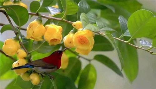 瀕危植物欣賞:“山茶皇后”金花茶