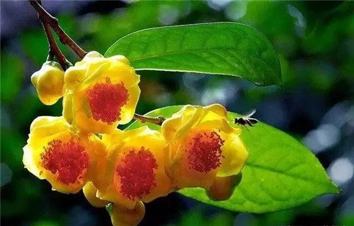 瀕危植物欣賞:“山茶皇后”金花茶