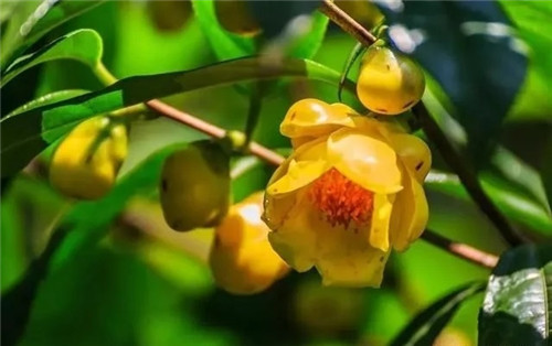 瀕危植物欣賞:“山茶皇后”金花茶