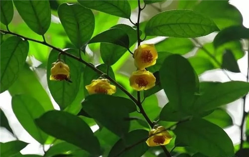 瀕危植物欣賞:“山茶皇后”金花茶