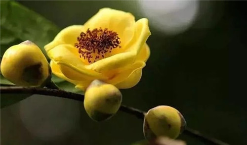 瀕危植物欣賞:“山茶皇后”金花茶