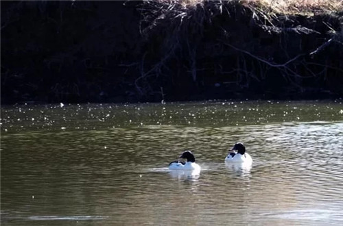 云南省第一個(gè)以濕地命名的保護(hù)區(qū)