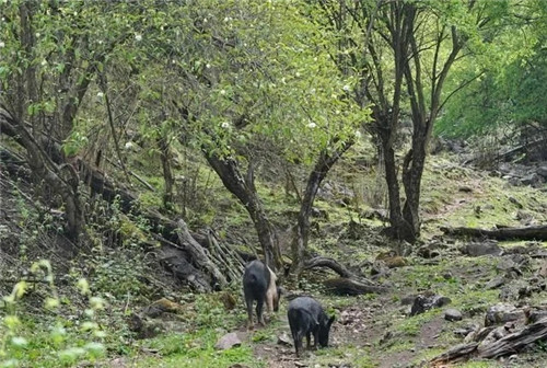 云南發現珍貴新樹種被衛星看護