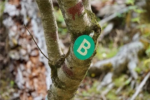 云南發現珍貴新樹種被衛星看護