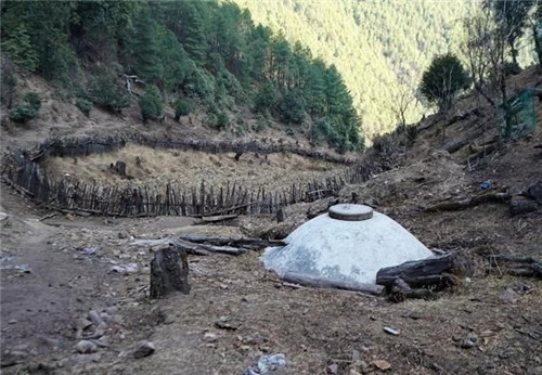 云南發現珍貴新樹種被衛星看護