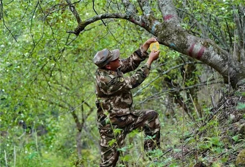 云南發現珍貴新樹種被衛星看護