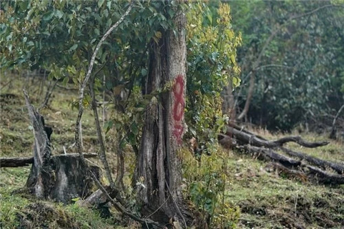 云南發現珍貴新樹種被衛星看護