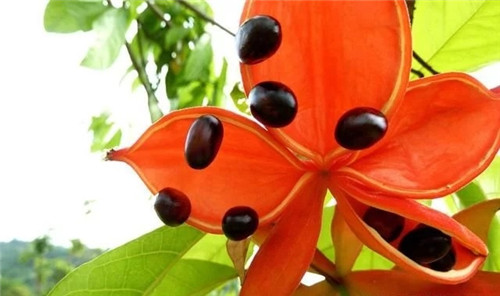 極具種植潛力的鄉土樹種“鳳眼果”