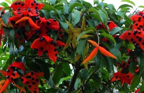 極具種植潛力的鄉土樹種“鳳眼果”