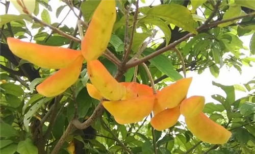 極具種植潛力的鄉土樹種“鳳眼果”