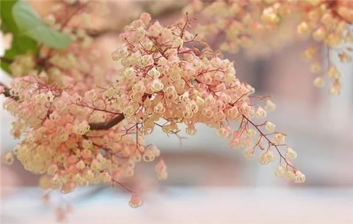 極具種植潛力的鄉土樹種“鳳眼果”