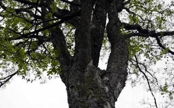 優良經濟樹種黃檀的栽培技術