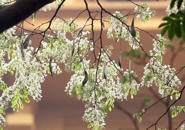 優良經濟樹種黃檀的栽培技術