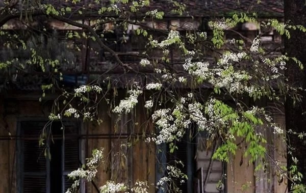 優良經濟樹種黃檀的栽培技術