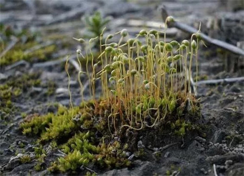 農村這種非常矮小的植物,價格很珍貴