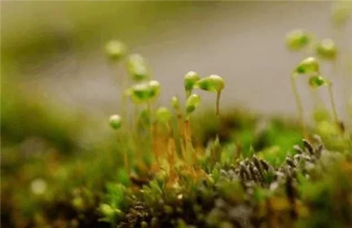 農村這種非常矮小的植物,價格很珍貴